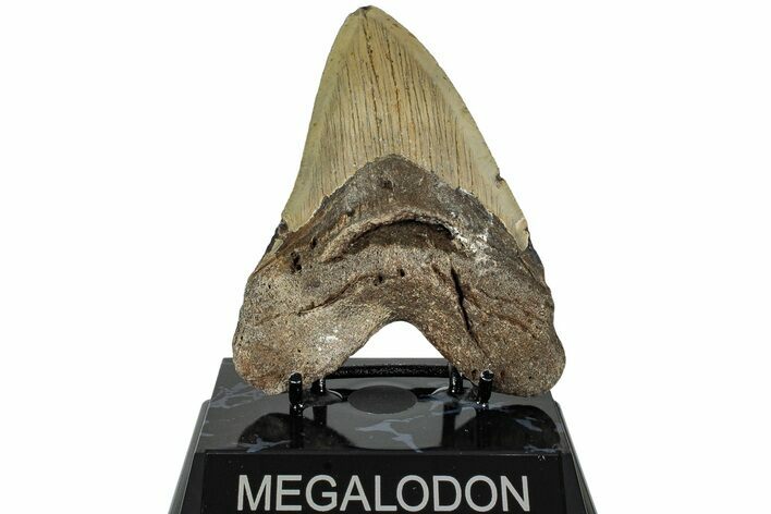 Fossil Megalodon Tooth - North Carolina #236740